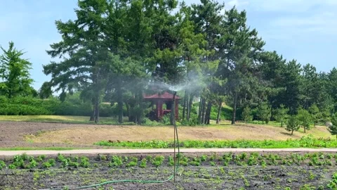 Efficient large flower bed irrigation system automated watering video clip Stock Footage 313672041