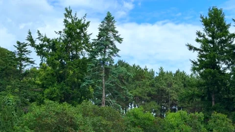 Efficient large flower bed irrigation system automated watering video clip Stock Footage 313672080