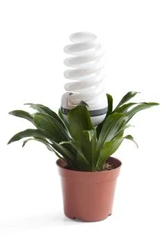  Efficient light bulb and plant Beijing China Copyright: xLanexOateyx bji0... Stock Photos