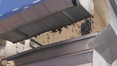 Efficient machine harvest of grapes in a vineyard during the summer season Stock Footage 321403425