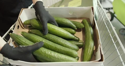 Efficient Supermarket Employee: Close-up Sorting and Displaying Cucumbers on Видео 243454042