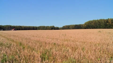 Efficient Wheat Harvesting in Expansive Open Landscapes Vidéo 299931454