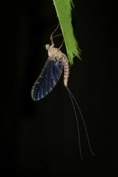 Effimera Mayfly on a leaf, macro01 Stock Photos