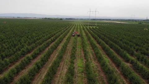 Effortless efficiency – mechanized cherry harvesting in action Stock Footage 301788364