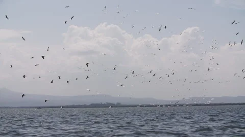 With effortless grace, birds soar over surface of water in slow motion. Stock Footage 236542645