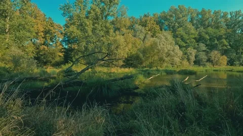 Eflection of trees in the water Stock Footage 231729268