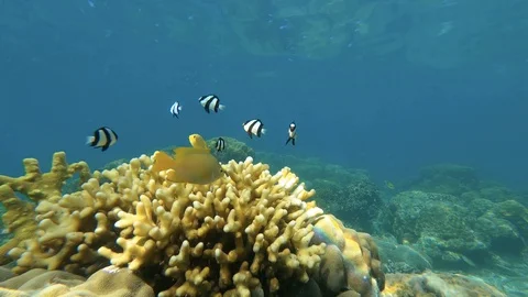 EFZW3465 Stock Footage 128168704