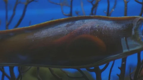 An eg of egg-laying shark develop in an "egg capsule". 動画素材 113798904
