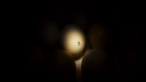 Egg about to hatch Stock Photos