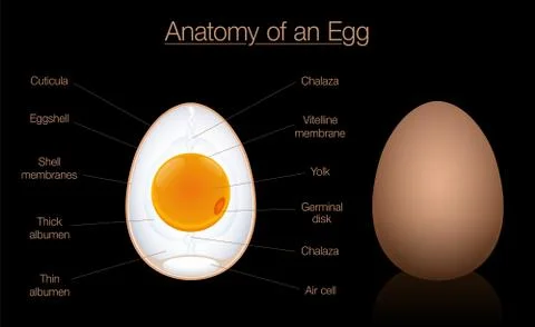 Egg Anatomy Structure Diagram Chart Names Illustrazione stock