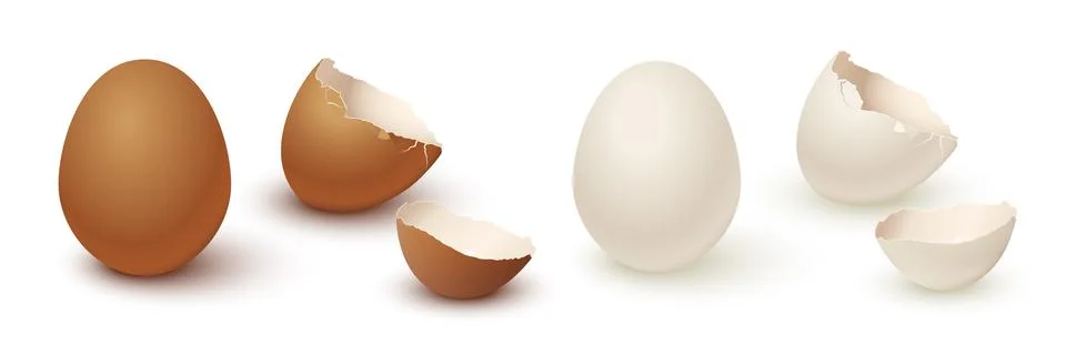 Egg and broken empty eggshell isolated on white background. Vector realistic Stock Illustration