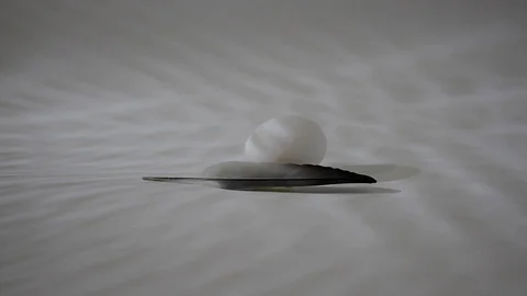 Egg and feather of a dove_1 Video stock 118450021