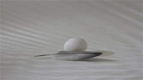 Egg and feather of a dove_2 Video stock 118449817