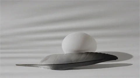 Egg and feather of a dove_3 Video stock 118450203