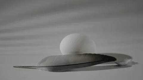Egg and feather of a dove_5 Video stock 118450321