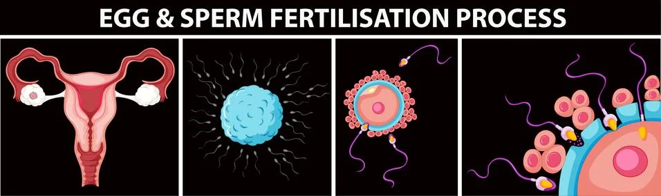 Egg and sperm fertilisation process 스톡 일러스트