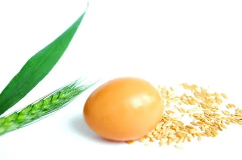 Egg and wheat Stock Photos