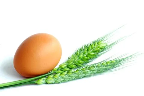 Egg and wheat Stock Photos