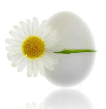 Egg bound with white daisy isolated on white Stock Photos
