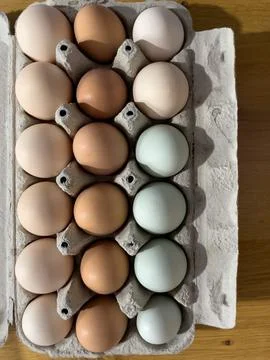 Egg box with 18 eggs. With light brown eggs, brown eggs and green eggs. Stock Photos