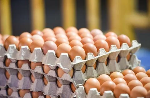 Egg in box / Fresh eggs packaging on tray from chicken farm 스톡 사진