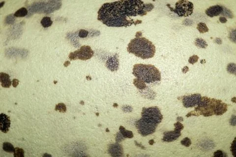 Egg camouflage pattern. Stock Photos