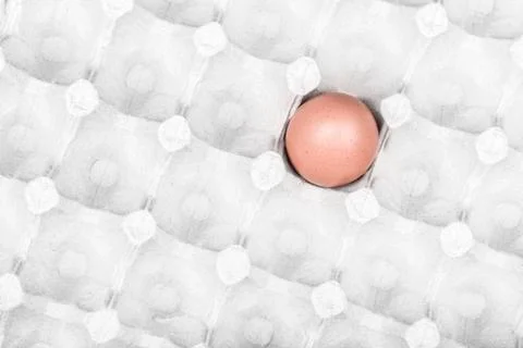 Egg in a cardboard Stock Photos
