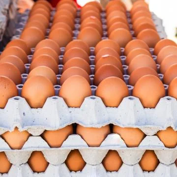 Egg in carton box package Stock Photos