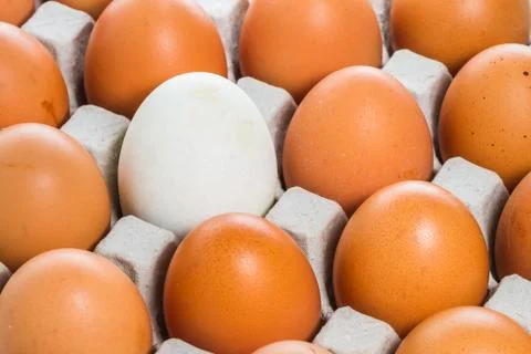 Egg in carton box Stock Photos