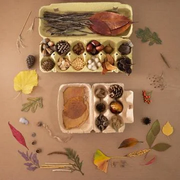 Egg carton filled with natural elements, including seeds and leaves, with r.. 库存照片