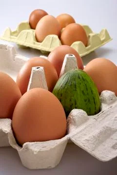 Egg carton, with a melon like one of them Stock Photos