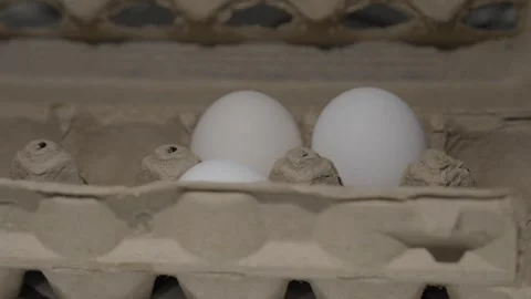 Egg carton opened close up egg taken out Stock Footage 263356290