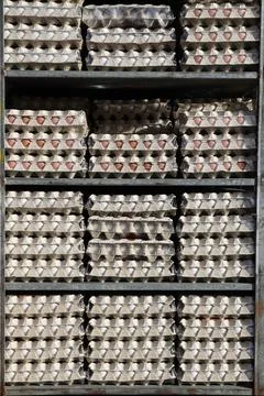 Egg cartons Foto stock