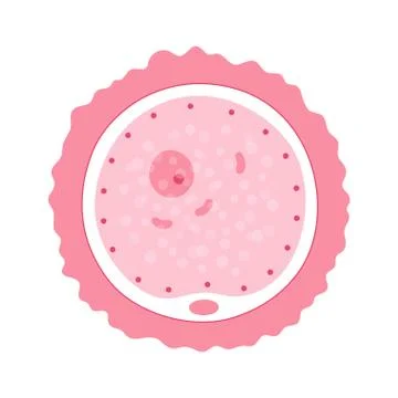 Egg cell anatomy Stock Illustration