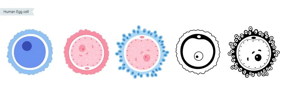 Egg cell anatomy Stock Illustration