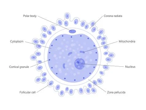 Egg cell anatomy Stock Illustration