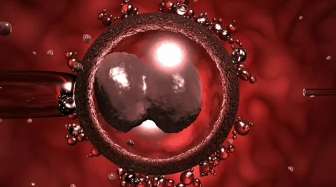 Egg Cell Stock Footage 298604