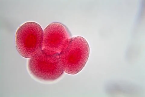 An egg cell under the microscope and after the second division. Stock Photos