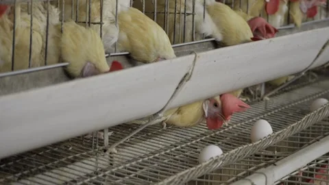 Egg-ceptional Production - A Comprehensive Guide to Chicken Farming in India Stock Footage 324038801