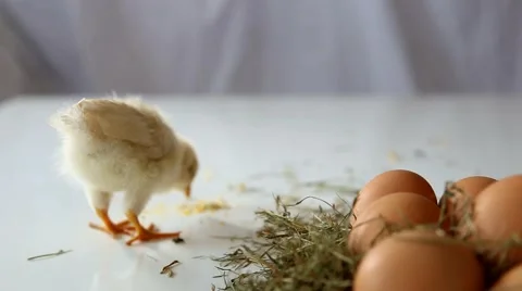 Egg Chick poultry forage small chicken Stock Footage 67832693