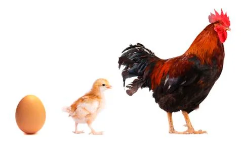 Egg, chicken and rooster isolated on white background Stock Photos