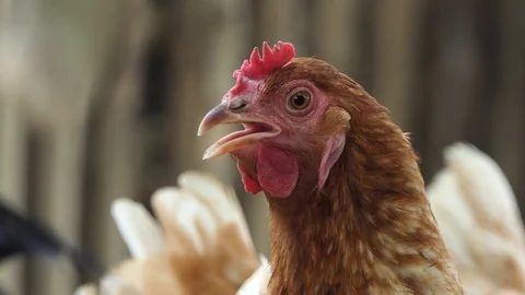 Egg chicken are looking,4K Video Stock Footage 107534356
