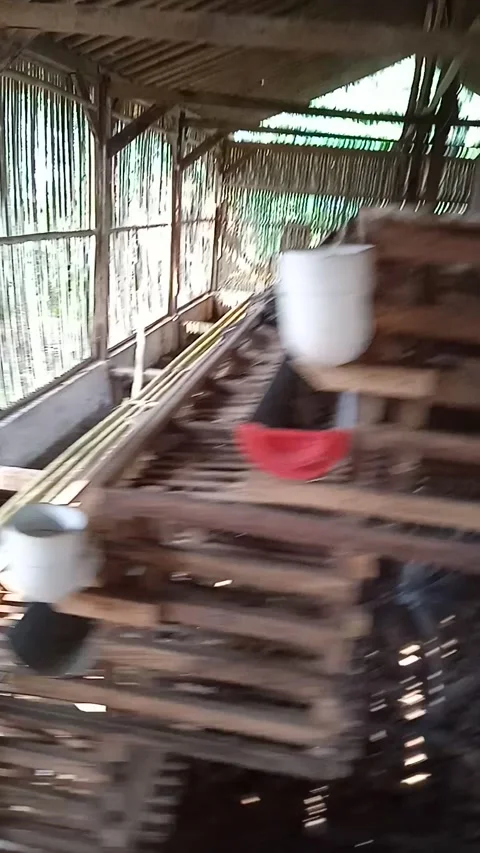 Egg chicken coop Video stock 205611903