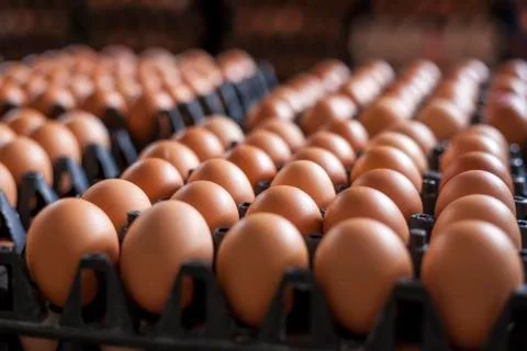 Egg, Chicken Egg Foto stock