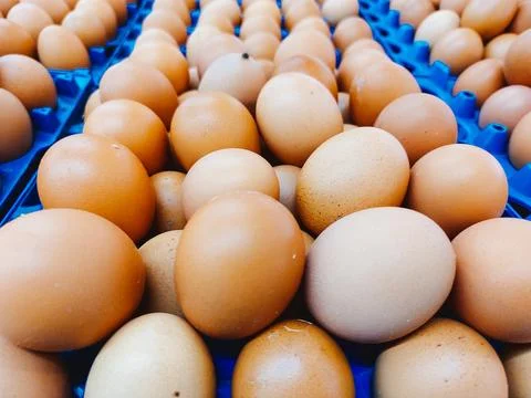 Egg chicken in an egg tray Stock Photos