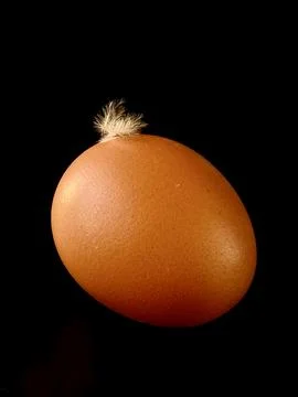 Egg with chicken feather on dark background Foto stock