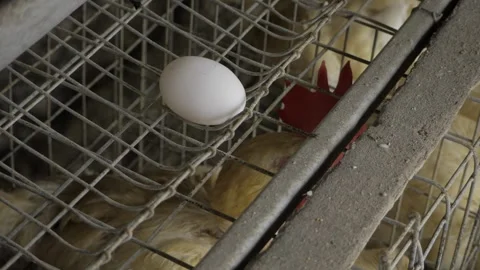 Egg-citing Egg Production in India - A Closer Look at the Chicken Coop Stock Footage 324040833