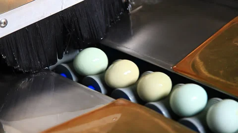Egg clean and packing in the workshop Stock Footage 36243364