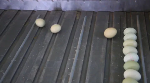 Egg clean and packing in the workshop Stock Footage 36243699