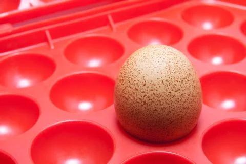 Egg in a container Stock Photos